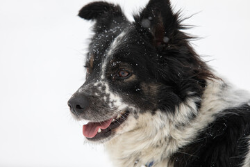 non-pedigreed dog looking forward cautiously and attentive in snow winter day.
