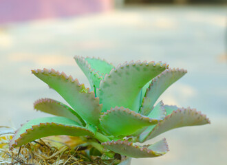 Kalanchoe hybrid : A herbaceous ornamental plant. Succulent, thick.