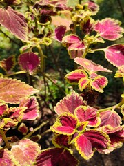 red and yellow leaves