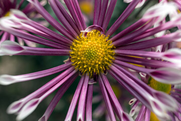 Fototapeta premium Autumn. Blooming chrysanthemum..