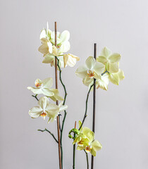 Fototapeta premium Light yellow phalaenopsis orchids with green buds, on a light background