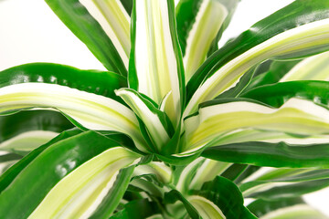 indoor dracaena leaves close up on a white background