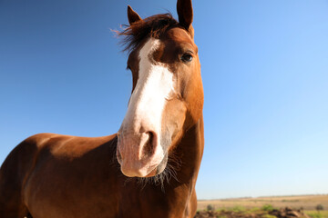 Obraz premium Chestnut horse outdoors on sunny day, closeup. Beautiful pet