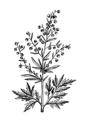 Hand sketched Wormwood illustration. Botanical drawing of Artemisia. Aromatic and medicinal plant in vintage style. Tea ingredient. Perfect for label, branding, packaging, Vintage weeds. - obrazy, fototapety, plakaty