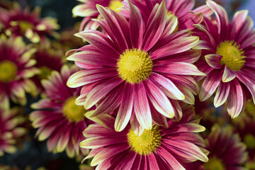 Obraz premium Autumn. Blooming chrysanthemum..