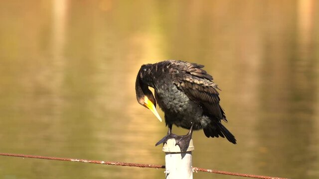 池に立つポールの上で毛繕いをする河鵜(カワウ)