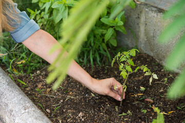 tomato plant in natural land