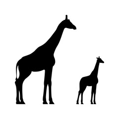 Black silhouettes of standing giraffe and calf isolated on white background. Vector illustration