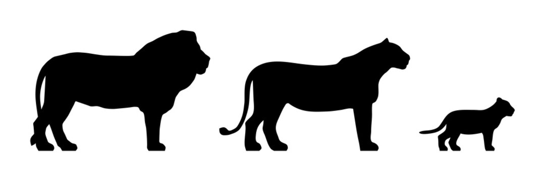 Black silhouettes of standing lion, lioness and cub isolated on white background. Vector illustration