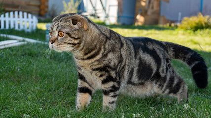 A cat with a beautiful tiger color on the green grass.