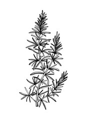 Hand sketched Rosemary illustration. Medicinal herbs design. Herbal tea ingredients. Aromatic and medicinal plants drawing. Botanical elements in engraved style.
