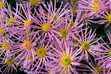 Obraz premium Autumn. Blooming chrysanthemum..