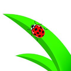 Golden Tortoise Beetle on green leaf.