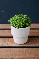 herbs in a pot