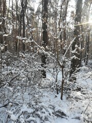Winter landscape in a coniferous forest with snow, sun and frost