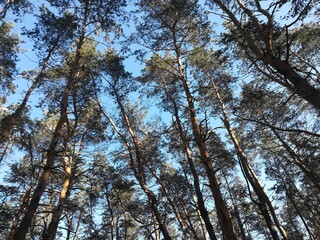 Winter landscape in a coniferous forest with snow, sun and frost
