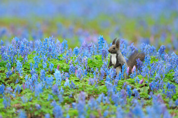 エゾリスとエゾエンゴサク