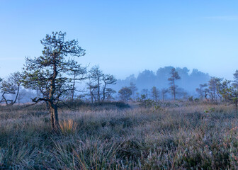 misty mire landscape with swamp pines and traditional mire vegetation, fuzzy background, fog in bog, twilight