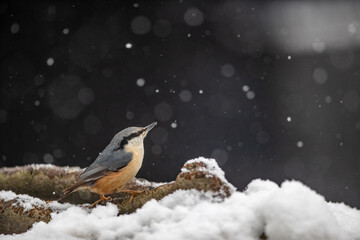 bird in snow