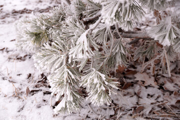 Frosted spruce branch in the city park