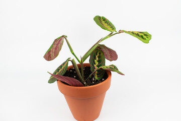 plant maranta leuconeura in terracotta pot