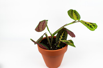 Plant maranta tricolor in terracotta pot
