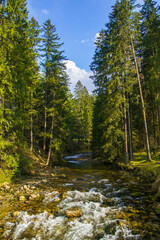 Rapid creek and tall fir trees in Koscieliska Valley in Tatra Mountains, Poland