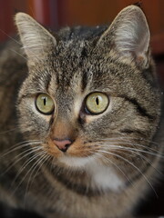 portret of a domestic cat