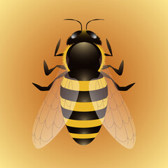 Isolated bee. Vector graphics. 3D realistic bee