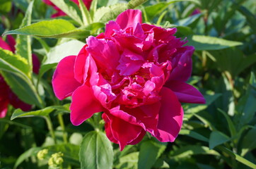 Magnificentand and vivid fresh Paeonia lactiflora 'Da Fu Gui' flower on foliage green  background close up.