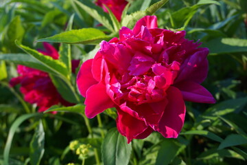 Magnificentand and vivid fresh Paeonia lactiflora 'Da Fu Gui' flower on foliage green  background close up.