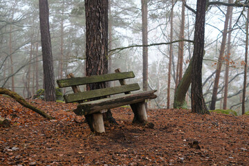 Naklejka premium Bank im Wald