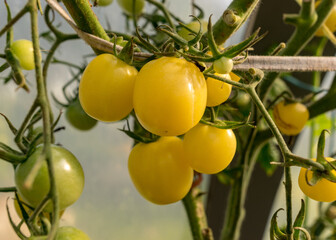 bunches of small cherry tomatoes in a film greenhouse, autumn