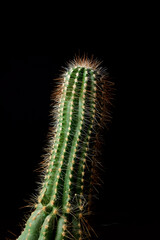 Cactus close up