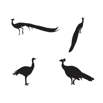 collection of peacock animal silhouettes vector illustration