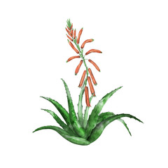 Aloe vera in bloom on white. Hand drawn botanical illustration. Tropical succulent for medicinal and cosmetic use. Green plant with orange flowers for packaging design, label.