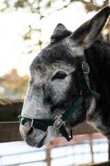Close up portrait of a grey donkey