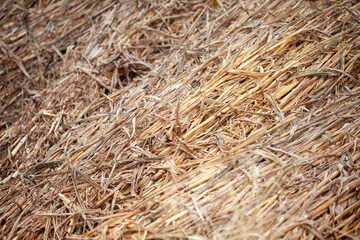 Beautiful background of raw and dry millet fodder for livestock in India. 
