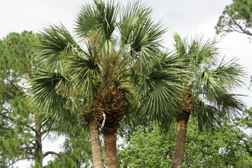 Fototapeta premium Palm trees in Florida nature 
