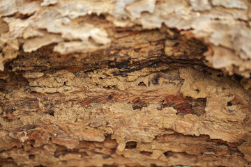 Detailed close up of a decayed old mango tree trunk. Decay is caused by Termites. Abstract wooden texture.