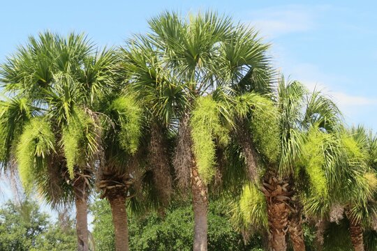 Beautiful palm trees on blue sky background in Florida nature 