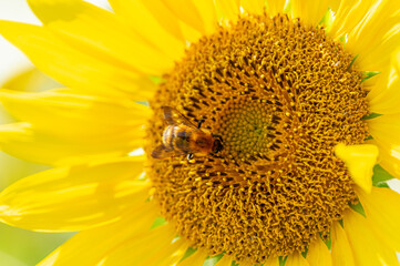 向日葵とミツバチ
