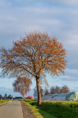 Fototapeta premium Abgedeckte Zuckerrübenmiete neben einem kahlen Baum im späten Herbst.