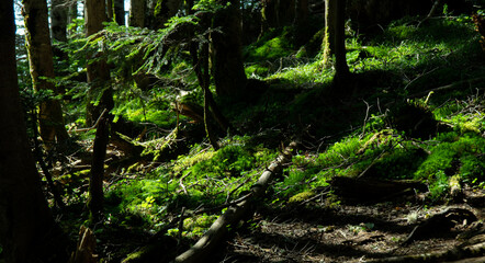 Naklejka premium 苔むしる森