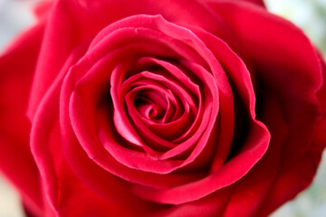 Fototapeta na wymiar Unfocused blur rose petals, abstract romance background, Red rose