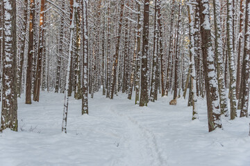 Fototapeta premium Snowy Pine Forest With Fresh Snow in Winter