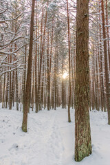 Sun Rays in Far Northern European forest Along the Baltic Sea coast