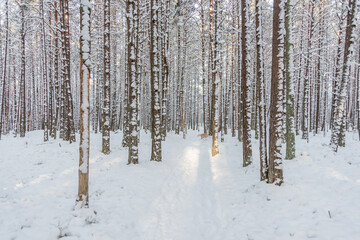 Snowy Pine Forest With Fresh Snow in Winter
