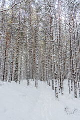 Snowy Pine Forest With Fresh Snow in Winter