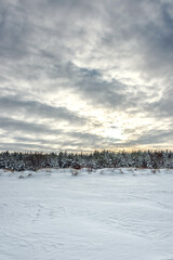 Mid Day in Far Northern Europe Along the Baltic Sea coast